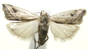  ( - 11-SRNP-105139)  @13 [ ] CreativeCommons - Attribution Non-Commercial Share-Alike (2010) Daniel H. Janzen Guanacaste Dry Forest Conservation Fund