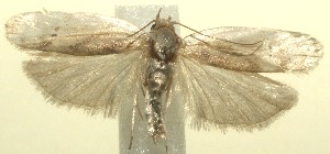  ( - 11-SRNP-105238)  @13 [ ] CreativeCommons - Attribution Non-Commercial Share-Alike (2010) Daniel H. Janzen Guanacaste Dry Forest Conservation Fund