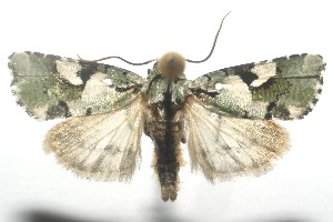  ( - 11-SRNP-106007)  @14 [ ] CreativeCommons - Attribution Non-Commercial Share-Alike (2010) Daniel H. Janzen Guanacaste Dry Forest Conservation Fund