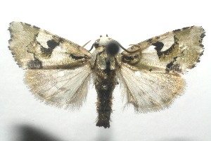  ( - 11-SRNP-106105)  @14 [ ] CreativeCommons - Attribution Non-Commercial Share-Alike (2010) Daniel H. Janzen Guanacaste Dry Forest Conservation Fund