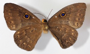  ( - 11-SRNP-32834)  @13 [ ] CreativeCommons - Attribution Non-Commercial Share-Alike (2014) Daniel H. Janzen Guanacaste Dry Forest Conservation Fund