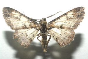  ( - 12-SRNP-100068)  @14 [ ] CreativeCommons - Attribution Non-Commercial Share-Alike (2010) Daniel H. Janzen Guanacaste Dry Forest Conservation Fund