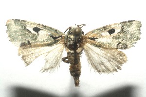  ( - 12-SRNP-100297)  @14 [ ] CreativeCommons - Attribution Non-Commercial Share-Alike (2010) Daniel H. Janzen Guanacaste Dry Forest Conservation Fund