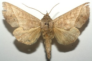  ( - 12-SRNP-100580)  @14 [ ] CreativeCommons - Attribution Non-Commercial Share-Alike (2010) Daniel H. Janzen Guanacaste Dry Forest Conservation Fund