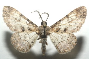  ( - 12-SRNP-100942)  @14 [ ] CreativeCommons - Attribution Non-Commercial Share-Alike (2010) Daniel H. Janzen Guanacaste Dry Forest Conservation Fund