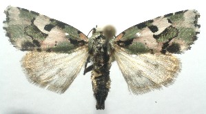  ( - 12-SRNP-101051)  @14 [ ] CreativeCommons - Attribution Non-Commercial Share-Alike (2010) Daniel H. Janzen Guanacaste Dry Forest Conservation Fund