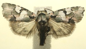  ( - 12-SRNP-101082)  @14 [ ] CreativeCommons - Attribution Non-Commercial Share-Alike (2010) Daniel H. Janzen Guanacaste Dry Forest Conservation Fund