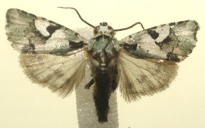  ( - 12-SRNP-101083)  @14 [ ] CreativeCommons - Attribution Non-Commercial Share-Alike (2010) Daniel H. Janzen Guanacaste Dry Forest Conservation Fund