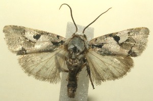  ( - 12-SRNP-101084)  @14 [ ] CreativeCommons - Attribution Non-Commercial Share-Alike (2010) Daniel H. Janzen Guanacaste Dry Forest Conservation Fund