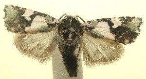  ( - 12-SRNP-101085)  @14 [ ] CreativeCommons - Attribution Non-Commercial Share-Alike (2010) Daniel H. Janzen Guanacaste Dry Forest Conservation Fund