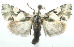  ( - 12-SRNP-101323)  @14 [ ] CreativeCommons - Attribution Non-Commercial Share-Alike (2010) Daniel H. Janzen Guanacaste Dry Forest Conservation Fund