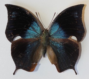  ( - 12-SRNP-22164)  @14 [ ] CreativeCommons - Attribution Non-Commercial Share-Alike (2014) Daniel H. Janzen Guanacaste Dry Forest Conservation Fund