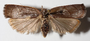  ( - 12-SRNP-4032)  @14 [ ] CreativeCommons  Attribution Non-Commercial Share-Alike (2016) Unspecified Guanacaste Dry Forest Conservation Fund