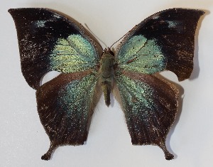  ( - 12-SRNP-55140)  @14 [ ] CreativeCommons - Attribution Non-Commercial Share-Alike (2014) Daniel H. Janzen Guanacaste Dry Forest Conservation Fund