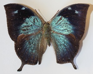  ( - 12-SRNP-55880)  @14 [ ] CreativeCommons - Attribution Non-Commercial Share-Alike (2014) Daniel H. Janzen Guanacaste Dry Forest Conservation Fund