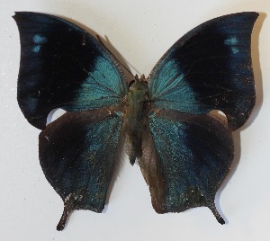  ( - 12-SRNP-55881)  @14 [ ] CreativeCommons - Attribution Non-Commercial Share-Alike (2014) Daniel H. Janzen Guanacaste Dry Forest Conservation Fund