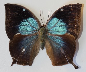  ( - 12-SRNP-55908)  @14 [ ] CreativeCommons - Attribution Non-Commercial Share-Alike (2014) Daniel H. Janzen Guanacaste Dry Forest Conservation Fund