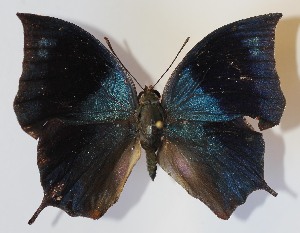  ( - 12-SRNP-56439)  @14 [ ] CreativeCommons - Attribution Non-Commercial Share-Alike (2014) Daniel H. Janzen Guanacaste Dry Forest Conservation Fund