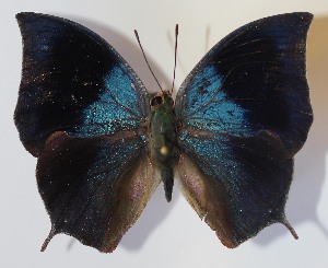  ( - 12-SRNP-56440)  @14 [ ] CreativeCommons - Attribution Non-Commercial Share-Alike (2014) Daniel H. Janzen Guanacaste Dry Forest Conservation Fund