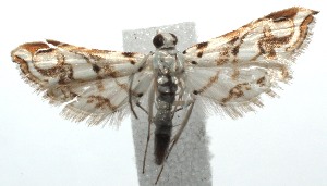  ( - 13-SRNP-102148)  @13 [ ] CreativeCommons - Attribution Non-Commercial Share-Alike (2014) Daniel H. Janzen Guanacaste Dry Forest Conservation Fund