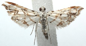  ( - 13-SRNP-102181)  @13 [ ] CreativeCommons - Attribution Non-Commercial Share-Alike (2014) Daniel H. Janzen Guanacaste Dry Forest Conservation Fund