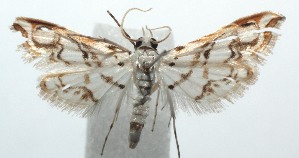  ( - 13-SRNP-102241)  @13 [ ] CreativeCommons - Attribution Non-Commercial Share-Alike (2014) Daniel H. Janzen Guanacaste Dry Forest Conservation Fund