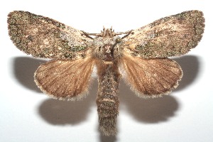  ( - 13-SRNP-102675)  @14 [ ] CreativeCommons - Attribution Non-Commercial Share-Alike (2014) Daniel H. Janzen Guanacaste Dry Forest Conservation Fund