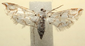  ( - 13-SRNP-102892)  @13 [ ] CreativeCommons - Attribution Non-Commercial Share-Alike (2014) Daniel H. Janzen Guanacaste Dry Forest Conservation Fund