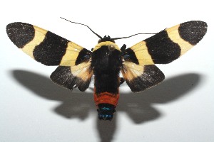  ( - 13-SRNP-102997)  @14 [ ] CreativeCommons - Attribution Non-Commercial Share-Alike (2014) Daniel H. Janzen Guanacaste Dry Forest Conservation Fund