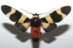  ( - 13-SRNP-102998)  @14 [ ] CreativeCommons - Attribution Non-Commercial Share-Alike (2014) Daniel H. Janzen Guanacaste Dry Forest Conservation Fund