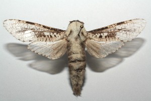  ( - 13-SRNP-103504)  @13 [ ] CreativeCommons - Attribution Non-Commercial Share-Alike (2014) Daniel H. Janzen Guanacaste Dry Forest Conservation Fund