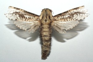  ( - 13-SRNP-103505)  @13 [ ] CreativeCommons - Attribution Non-Commercial Share-Alike (2014) Daniel H. Janzen Guanacaste Dry Forest Conservation Fund