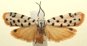  ( - 13-SRNP-103933)  @14 [ ] CreativeCommons - Attribution Non-Commercial Share-Alike (2014) Daniel H. Janzen Guanacaste Dry Forest Conservation Fund