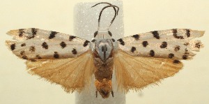  ( - 13-SRNP-103935)  @14 [ ] CreativeCommons - Attribution Non-Commercial Share-Alike (2014) Daniel H. Janzen Guanacaste Dry Forest Conservation Fund