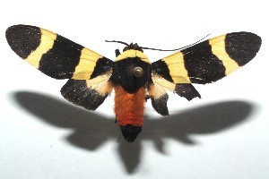  ( - 13-SRNP-104034)  @14 [ ] CreativeCommons - Attribution Non-Commercial Share-Alike (2014) Daniel H. Janzen Guanacaste Dry Forest Conservation Fund