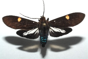  ( - 13-SRNP-104157)  @14 [ ] CreativeCommons - Attribution Non-Commercial Share-Alike (2014) Daniel H. Janzen Guanacaste Dry Forest Conservation Fund