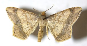  ( - 13-SRNP-17813)  @14 [ ] CreativeCommons - Attribution Non-Commercial Share-Alike (2015) Daniel H. Janzen Guanacaste Dry Forest Conservation Fund