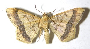  ( - 13-SRNP-17813)  @14 [ ] CreativeCommons  Attribution Non-Commercial Share-Alike (2016) Unspecified Guanacaste Dry Forest Conservation Fund