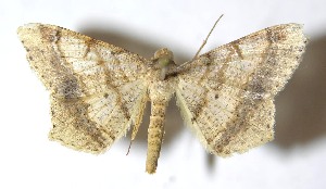  ( - 13-SRNP-17814)  @14 [ ] CreativeCommons - Attribution Non-Commercial Share-Alike (2015) Daniel H. Janzen Guanacaste Dry Forest Conservation Fund