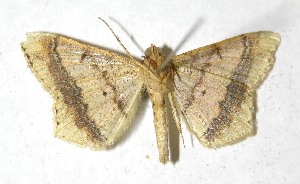  ( - 13-SRNP-17814)  @14 [ ] CreativeCommons  Attribution Non-Commercial Share-Alike (2016) Unspecified Guanacaste Dry Forest Conservation Fund