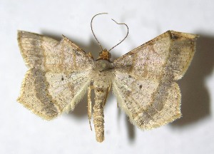  ( - 13-SRNP-17837)  @14 [ ] CreativeCommons - Attribution Non-Commercial Share-Alike (2015) Daniel H. Janzen Guanacaste Dry Forest Conservation Fund