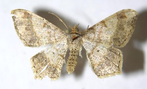  ( - 13-SRNP-17860)  @14 [ ] CreativeCommons - Attribution Non-Commercial Share-Alike (2015) Daniel H. Janzen Guanacaste Dry Forest Conservation Fund