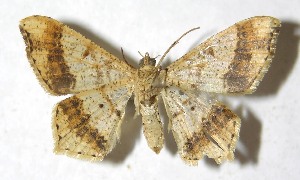  ( - 13-SRNP-17860)  @14 [ ] CreativeCommons  Attribution Non-Commercial Share-Alike (2016) Unspecified Guanacaste Dry Forest Conservation Fund