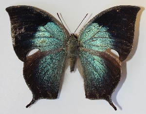  ( - 13-SRNP-22061)  @14 [ ] CreativeCommons - Attribution Non-Commercial Share-Alike (2014) Daniel H. Janzen Guanacaste Dry Forest Conservation Fund