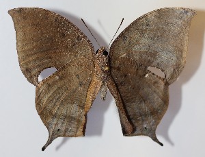  ( - 13-SRNP-22061)  @14 [ ] CreativeCommons - Attribution Non-Commercial Share-Alike (2014) Daniel H. Janzen Guanacaste Dry Forest Conservation Fund