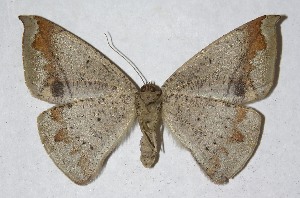  ( - 13-SRNP-30503)  @12 [ ] CreativeCommons - Attribution Non-Commercial Share-Alike (2015) Daniel H. Janzen Guanacaste Dry Forest Conservation Fund