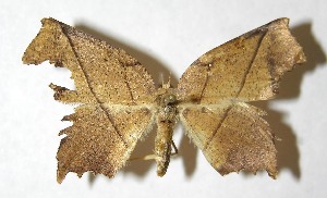  ( - 13-SRNP-3312)  @13 [ ] CreativeCommons - Attribution Non-Commercial Share-Alike (2015) Daniel H. Janzen Guanacaste Dry Forest Conservation Fund