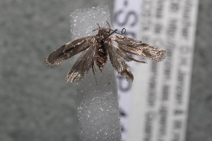  ( - 13-SRNP-41593)  @12 [ ] CreativeCommons - Attribution Non-Commercial Share-Alike (2014) Daniel H. Janzen Guanacaste Dry Forest Conservation Fund