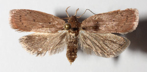  ( - 13-SRNP-41602)  @14 [ ] CreativeCommons  Attribution Non-Commercial Share-Alike (2016) Unspecified Guanacaste Dry Forest Conservation Fund