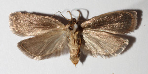  ( - 13-SRNP-41602)  @14 [ ] CreativeCommons  Attribution Non-Commercial Share-Alike (2016) Unspecified Guanacaste Dry Forest Conservation Fund